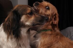 Farmácia Pet Online