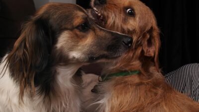 Farmácia Pet Online